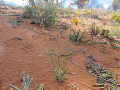 Stackhousia muricata