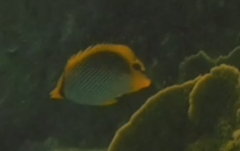 Chaetodon