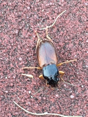 Anisodactylus sanctaecrucis