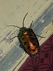 Calliphara