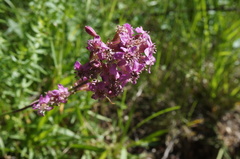 Microbotryum lagerheimii