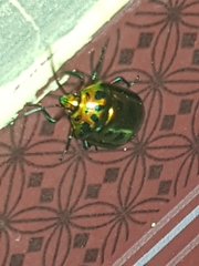 Calliphara