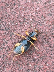 Anisodactylus sanctaecrucis