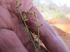 Stackhousia muricata