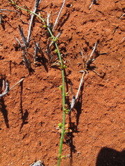 Stackhousia muricata