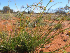 Stackhousia muricata