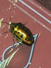 Calliphara
