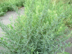 Suaeda prostrata