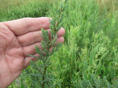 Suaeda prostrata
