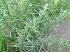 Suaeda prostrata