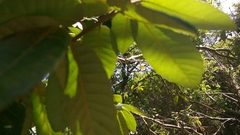 Notholithocarpus densiflorus densiflorus