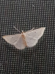 Derambila lumenaria