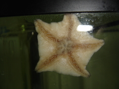 Asterina stellifera