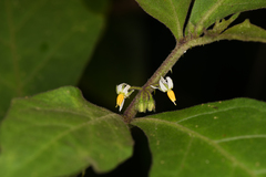 Solanum jamaicense