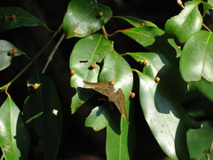 Euthalia aconthea meridionalis