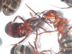 Lomechusoides strumosus