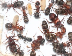 Lomechusoides strumosus