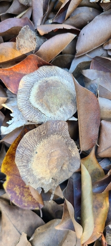 Pterocarpus indicus