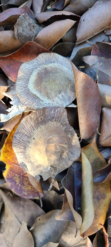 Image of Amboyna Wood (Pterocarpus indicus) by (c) ritirene, some rights reserved (CC BY)