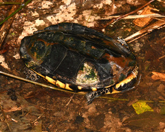 Platemys platycephala