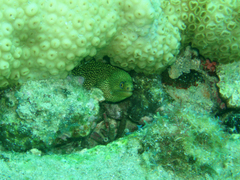 Gymnothorax miliaris