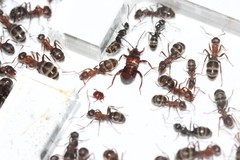 Lomechusoides strumosus