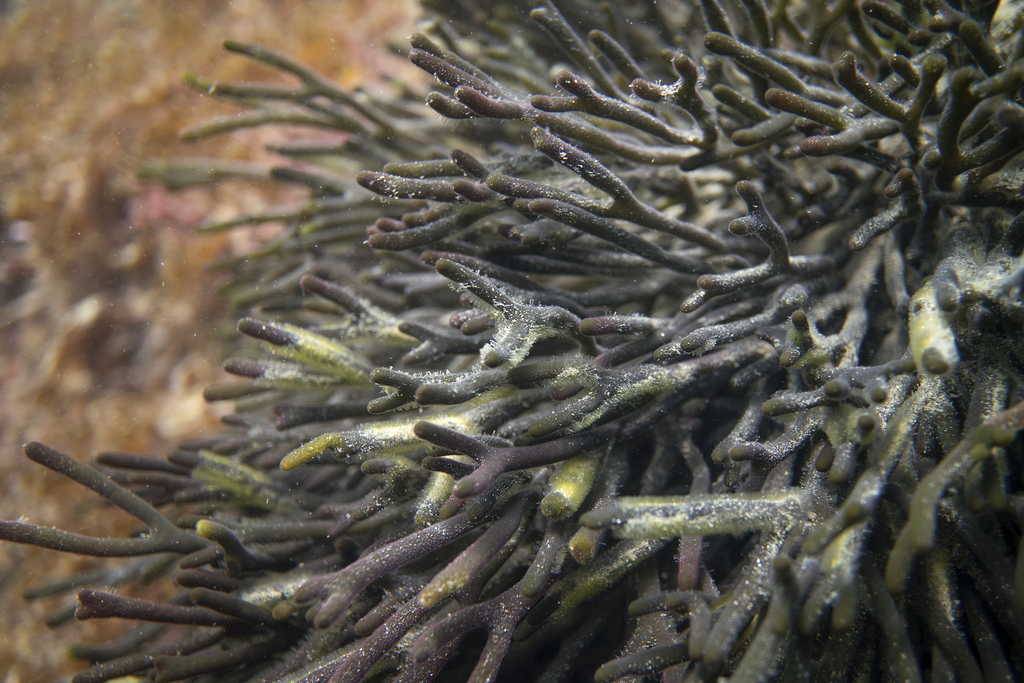 Codium galeatum