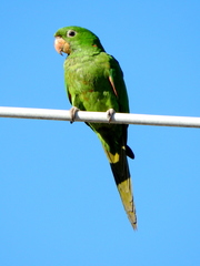 Psittacara leucophthalmus