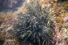 Codium galeatum