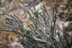 Codium galeatum