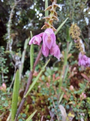 Epidendrum podocarpense