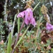 Epidendrum podocarpense - Photo (c) Alisson Fierro-Minda, osa oikeuksista pidätetään (CC BY-NC), lähettänyt Alisson Fierro-Minda