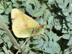 Colias vauthierii
