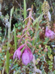 Epidendrum podocarpense