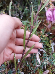 Epidendrum podocarpense