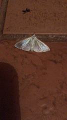 Palpita vitrealis