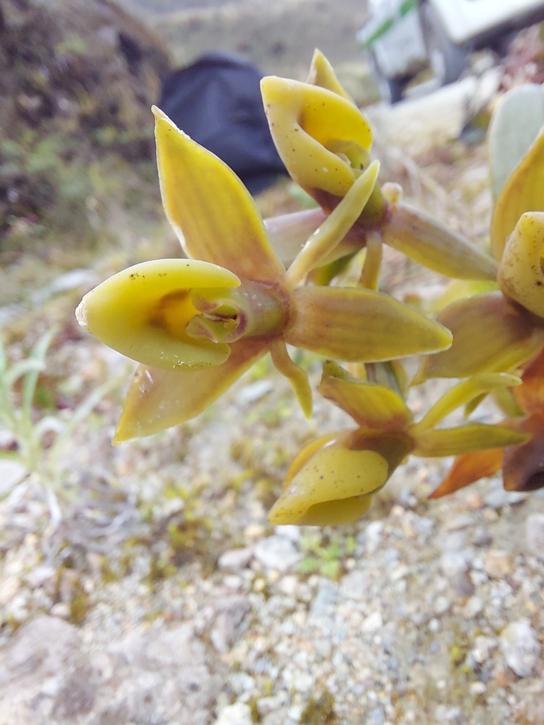 Epidendrum dermatanthum Kraenzl.
