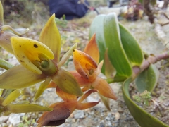Epidendrum dermatanthum