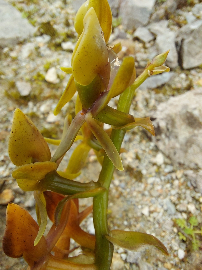 Epidendrum dermatanthum Kraenzl. 2