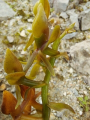 Epidendrum dermatanthum