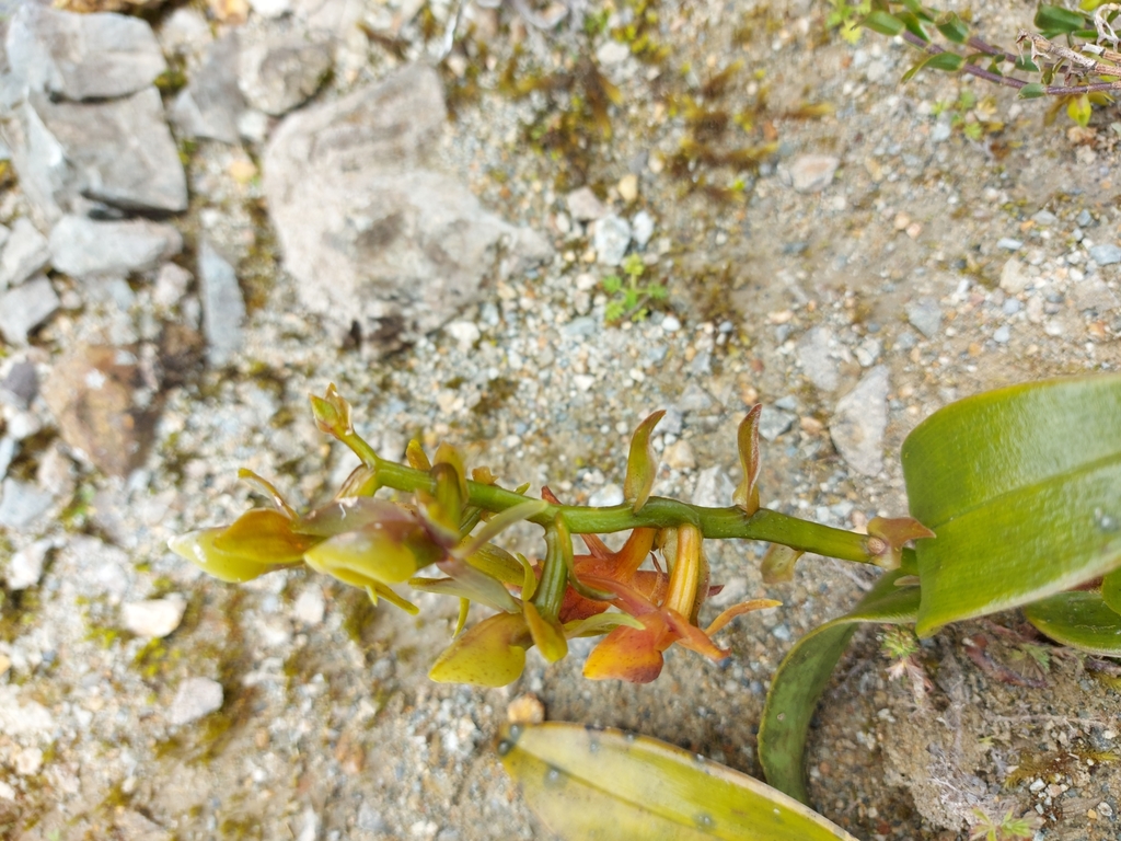 Epidendrum dermatanthum Kraenzl. 3