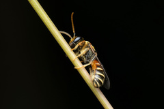 Lipotriches ceratina