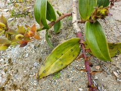 Epidendrum dermatanthum