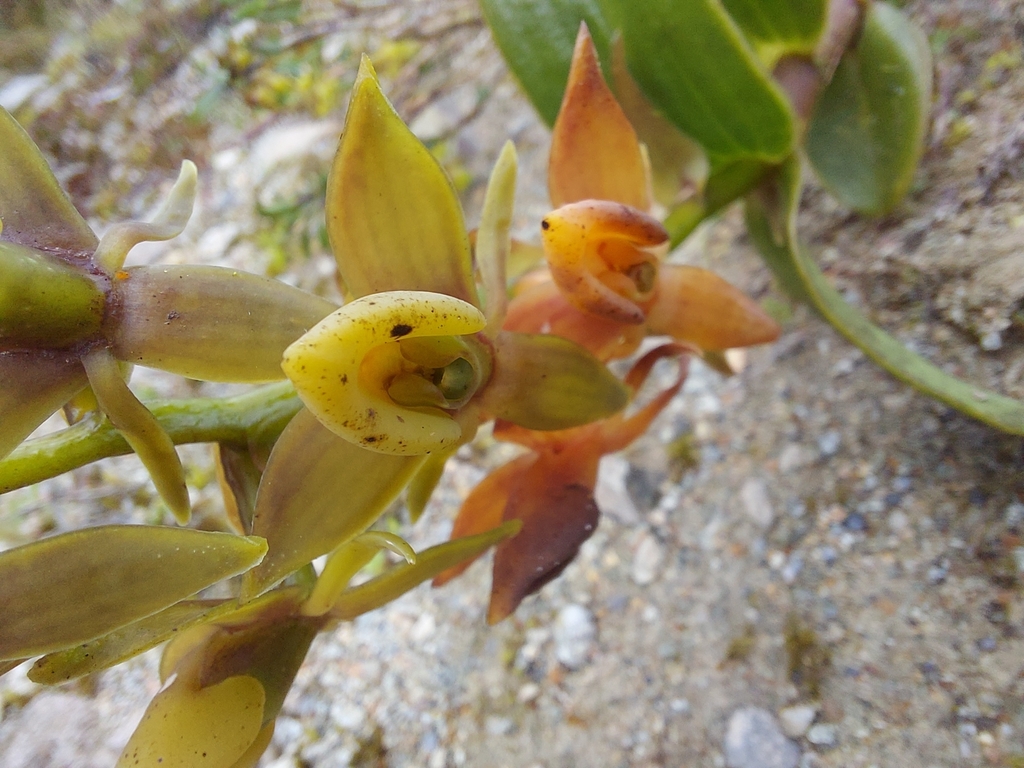 Epidendrum dermatanthum Kraenzl. 4