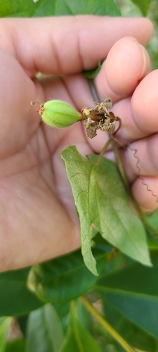 Image of Passiflora rubra by (c) ritirene, some rights reserved (CC BY)
