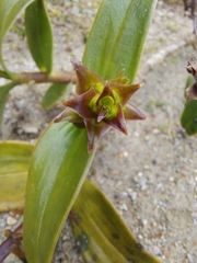 Epidendrum dermatanthum