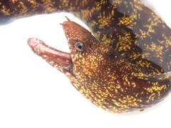 Gymnothorax kidako
