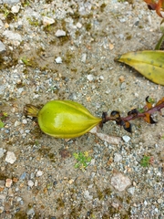 Epidendrum dermatanthum