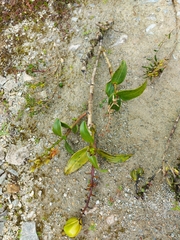 Epidendrum dermatanthum