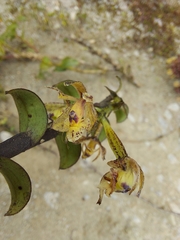 Epidendrum fritzianum